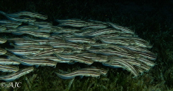 Schooling eel catfish
Dahab, Egypt
CAnon G7X MkII, 2 x ... by Alexandra Caine 
